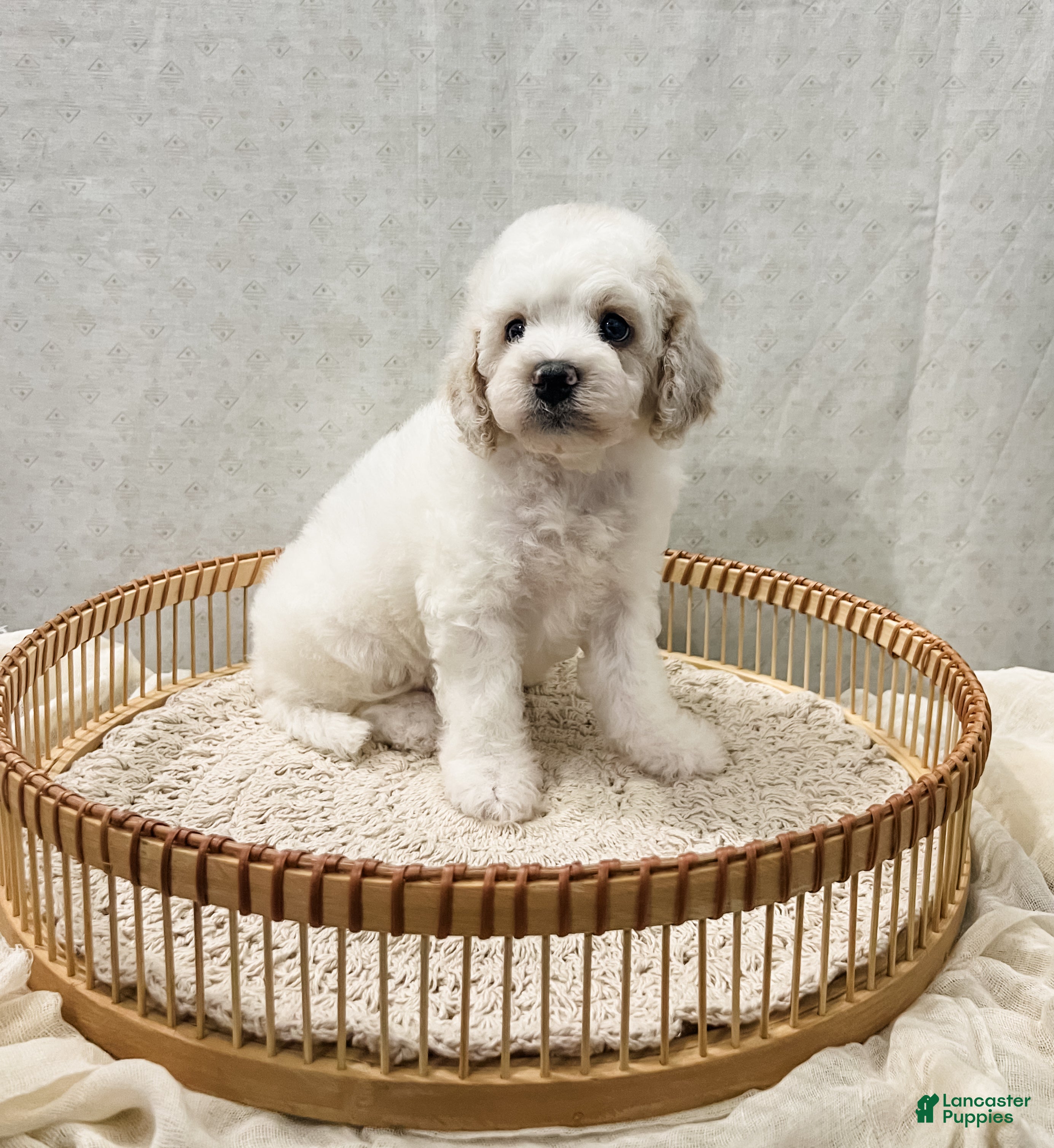 Cavapoo dogs Scout - Ad 1