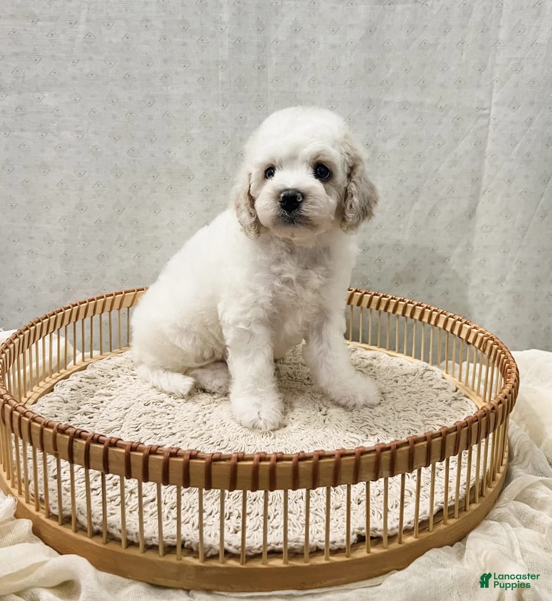 Cavapoo dogs for sale: Scout - Ad 1