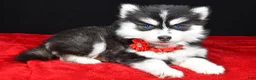 Pomsky dogs for sale: Julie - Ad 1