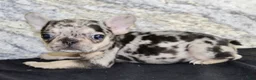 French Bulldog dogs for sale: Luna - Ad 4
