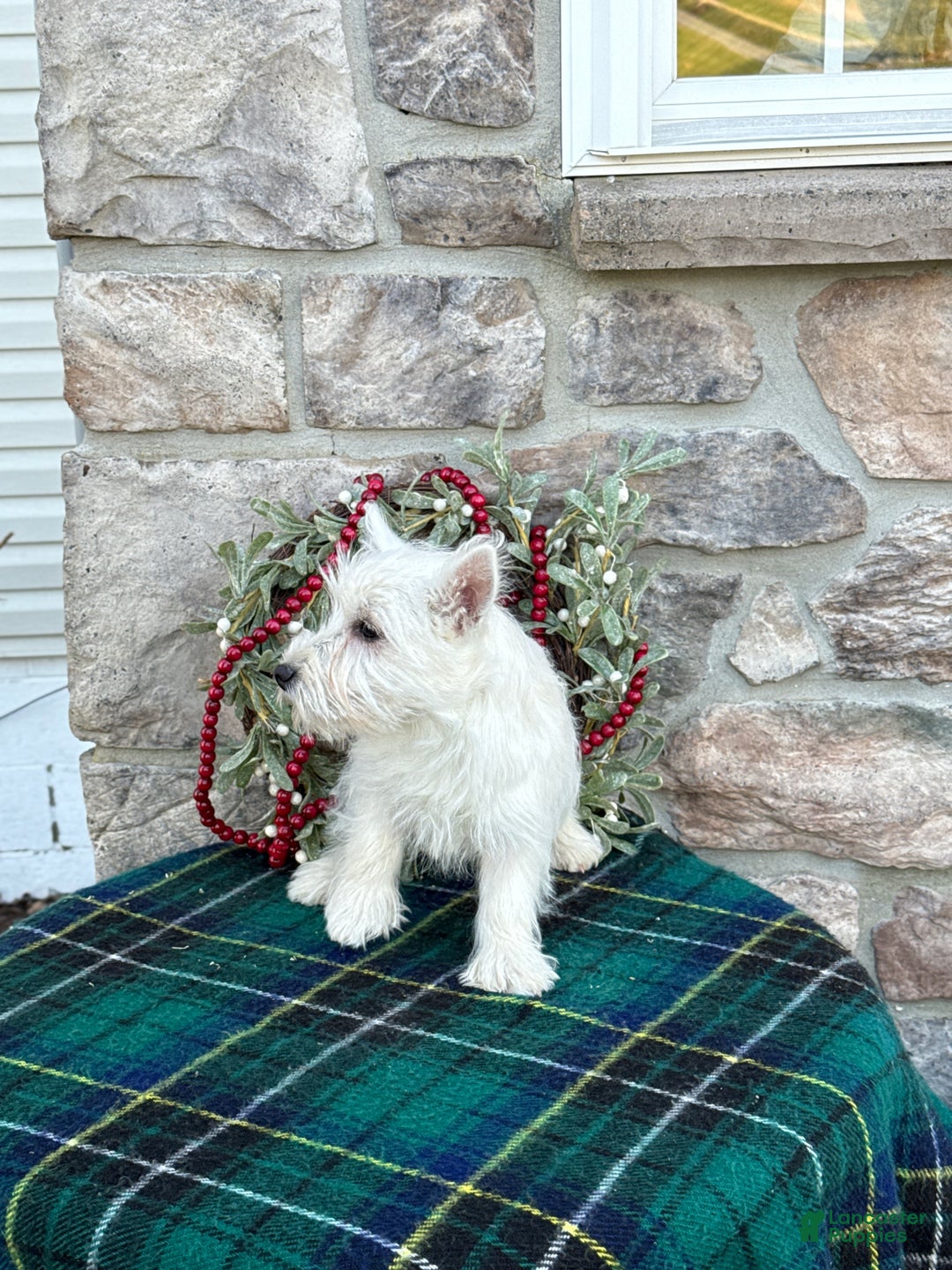 West Highland Terrier dogs for sale: Flower - Ad 6