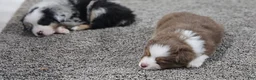 Miniature Australian Shepherd dogs for sale: Bread - Ad 12