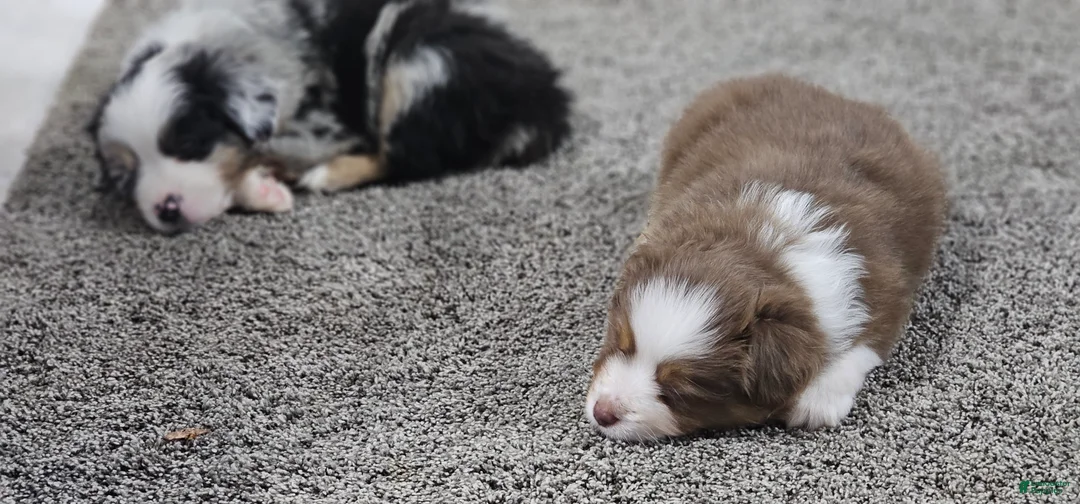 Miniature Australian Shepherd dogs for sale: Bread - Ad 12