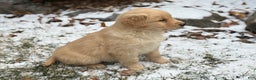 Golden Retriever dogs for sale: Seleah - Ad 5