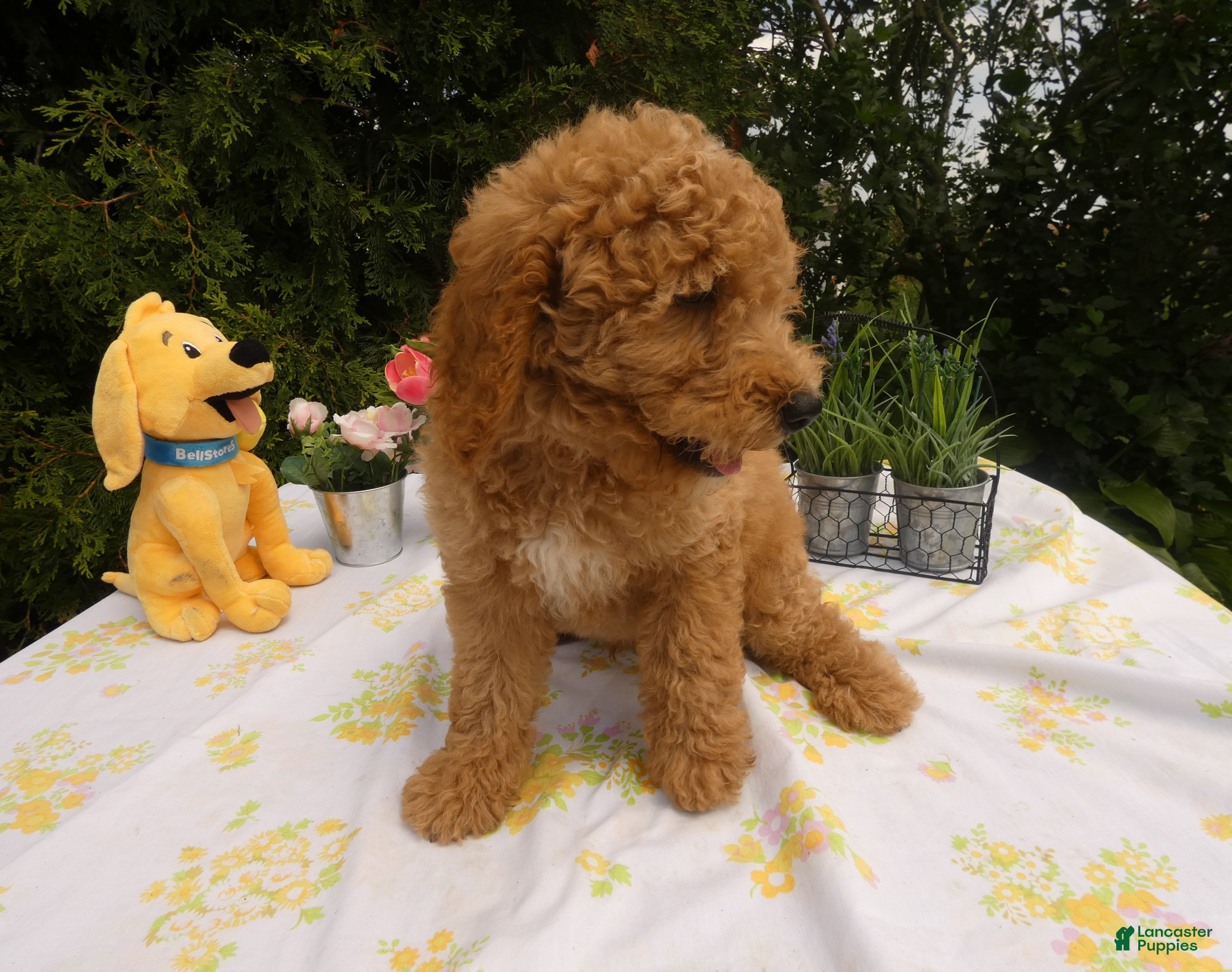 Mini Goldendoodle dogs for sale: Goldendoodle 6 Scarlet - Ad 3