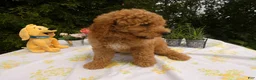 Mini Goldendoodle dogs for sale: Goldendoodle 6 Scarlet - Ad 1