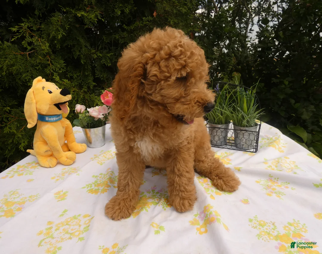 Mini Goldendoodle dogs for sale: Goldendoodle 6 Scarlet - Ad 1