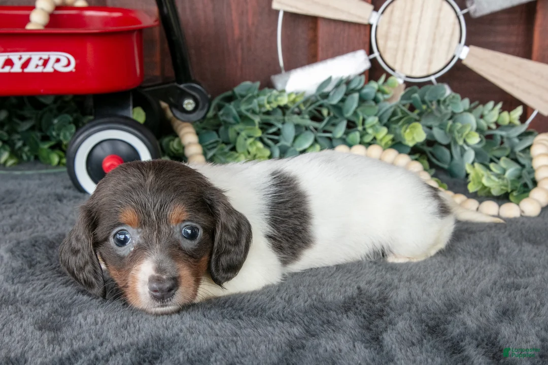 Miniature Dachshund dogs for sale: Betty - Ad 3