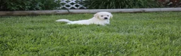 Golden Retriever dogs for sale: Yeti - Ad 6