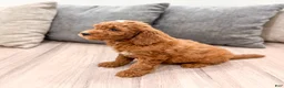 Mini Goldendoodle dogs for sale: Jimmy - Ad 8