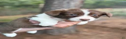 Mixed Breed dogs for sale: Teal collar  - Ad 11