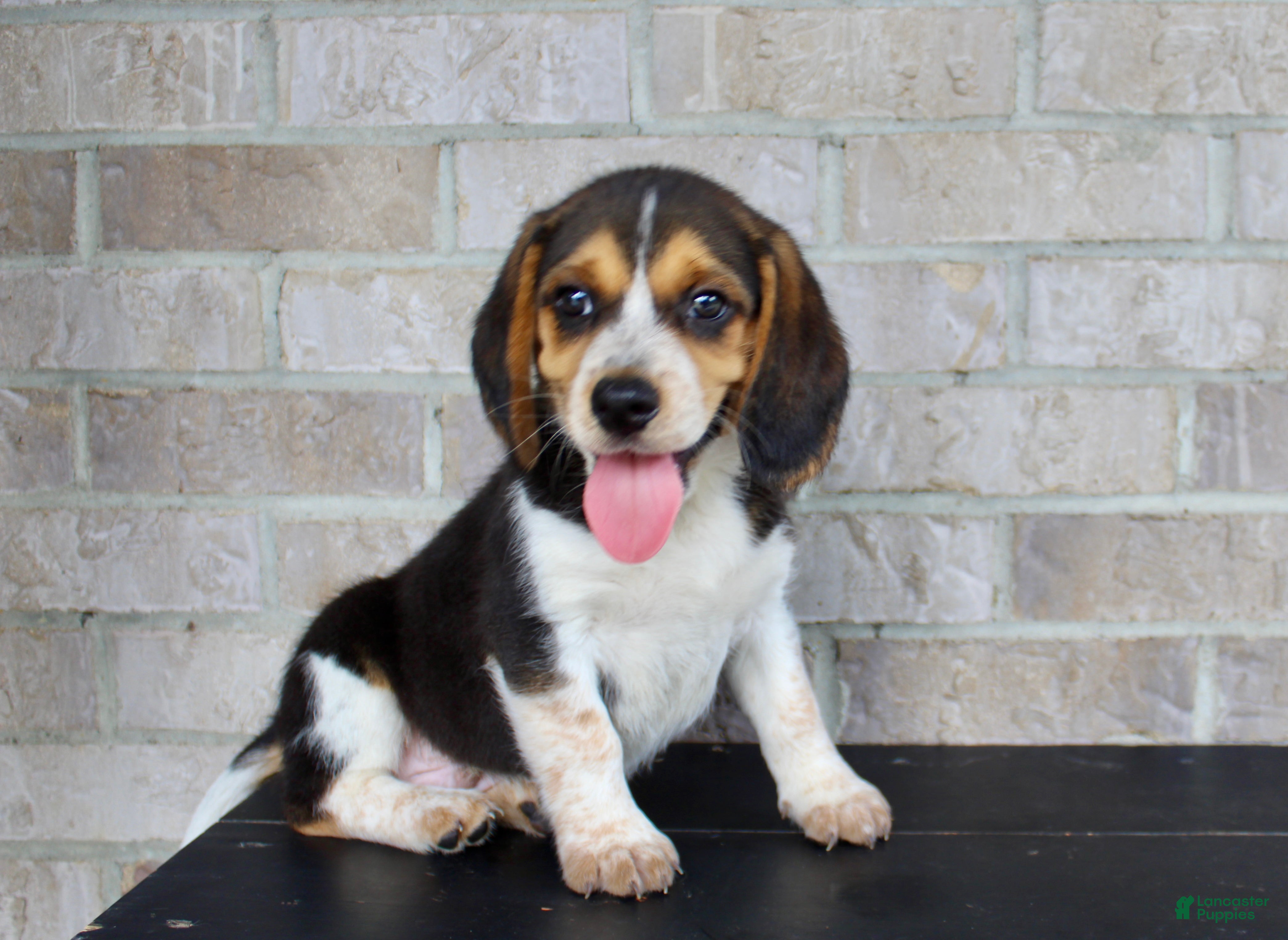 Beagle dogs Benji - Ad 1