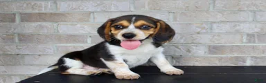 Benji