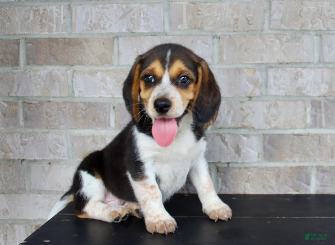 Beagle dogs for sale: Benji - Ad 1