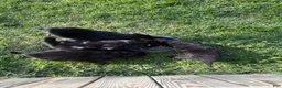 Mixed Breed dogs for sale: Mixed Breed Puppy 1 - Ad 3