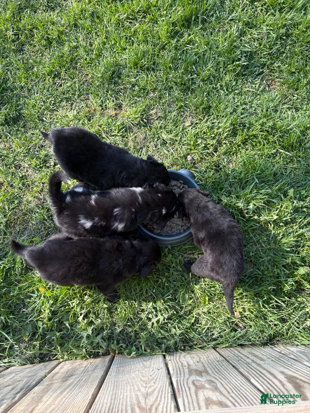 Mixed Breed dogs for sale: Mixed Breed Puppy 1 - Ad 3