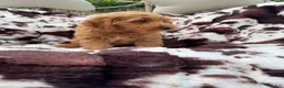 Mini Goldendoodle dogs for sale: Tanner - Ad 5