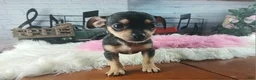 Chihuahua dogs for sale: Chihuahua 4 - Ad 5