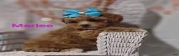 Shihpoo dogs for sale: Shihpoo Puppy 7 Marlee - Ad 8