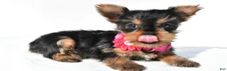 Yorkshire Terrier dogs for sale: Julie teacup - Ad 5