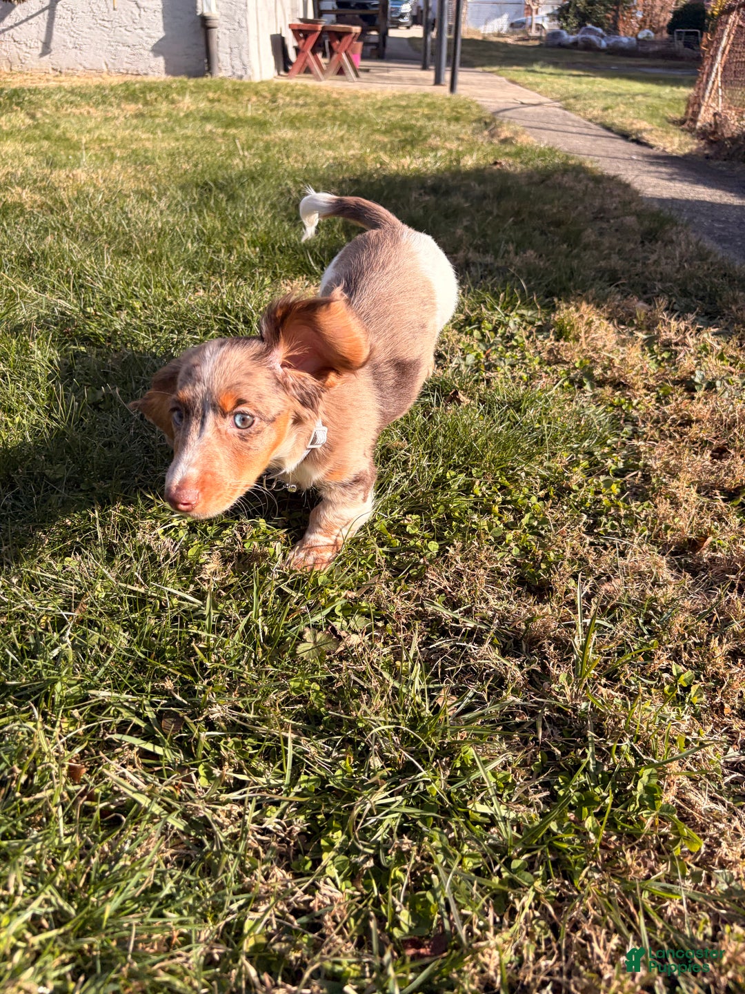 Miniature Dachshund dogs for sale: Scrappy doo - Ad 5