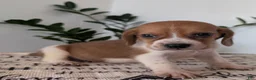 Mixed Breed dogs for sale: Glenn  - Ad 4