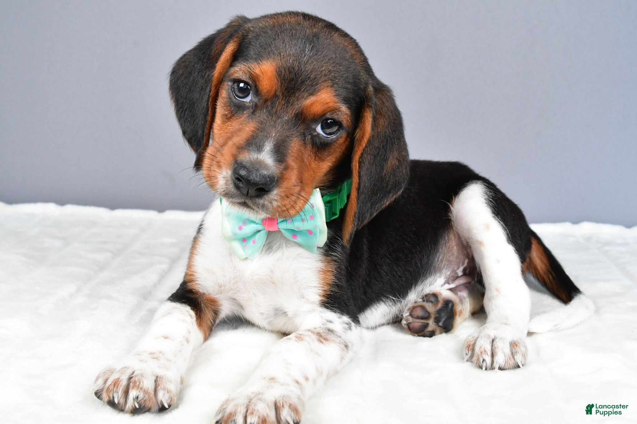 Beagle dogs Odell - Ad 1
