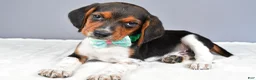 Beagle dogs for sale: Odell - Ad 1