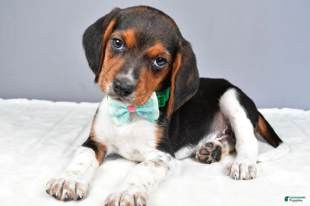 Beagle dogs for sale: Odell - Ad 1