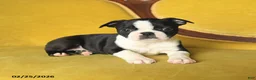Boston Terrier dogs for sale: Smiley - Ad 3
