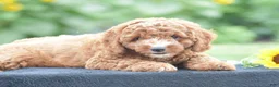 Miniature Poodle dogs for sale: Ridge - Ad 3