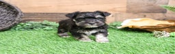 Miniature Schnauzer dogs for sale: Pepe - Ad 8