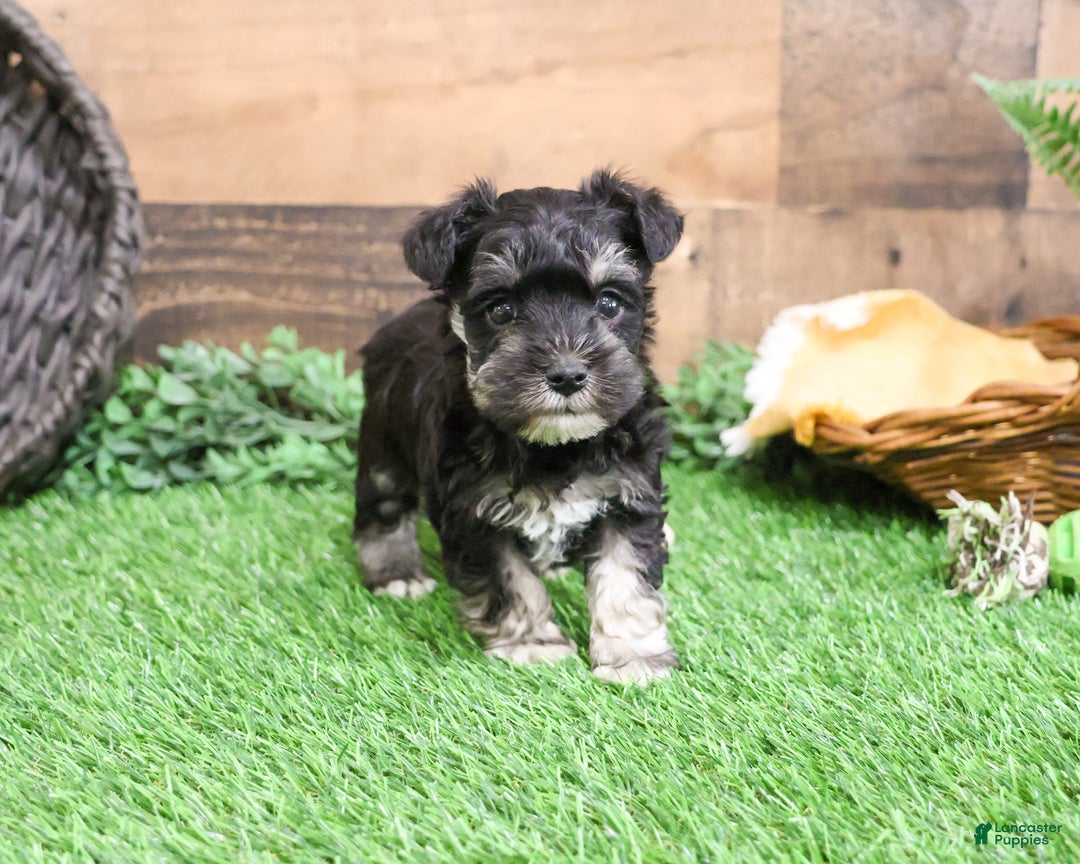 Miniature Schnauzer dogs for sale: Pepe - Ad 8