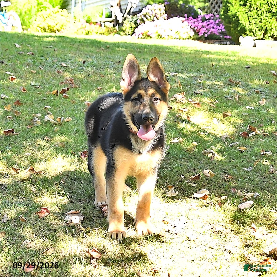 German Shepherd dogs Tamaiah - Ad 2