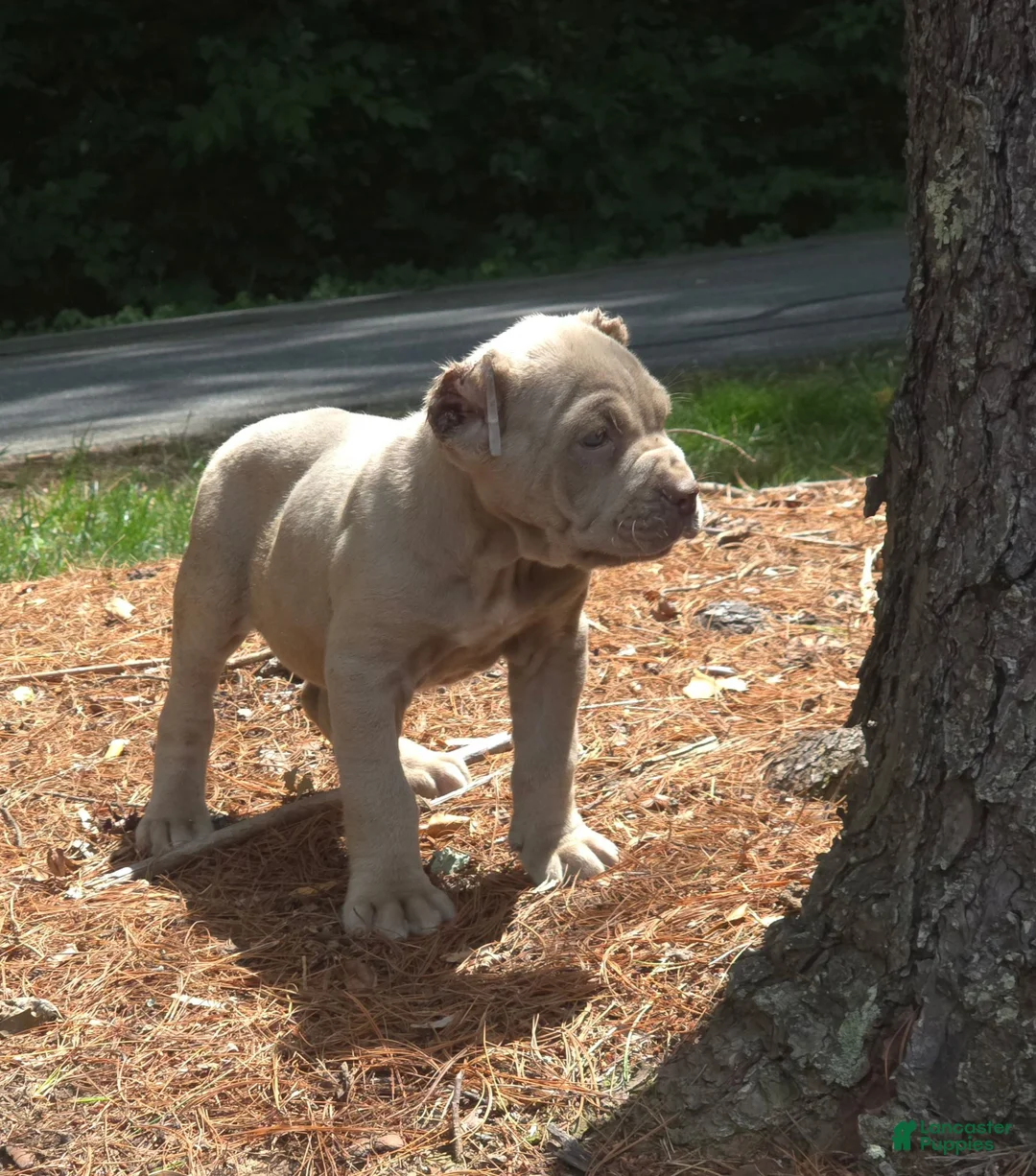 Cane Corso dogs for sale: Tupac - Ad 1