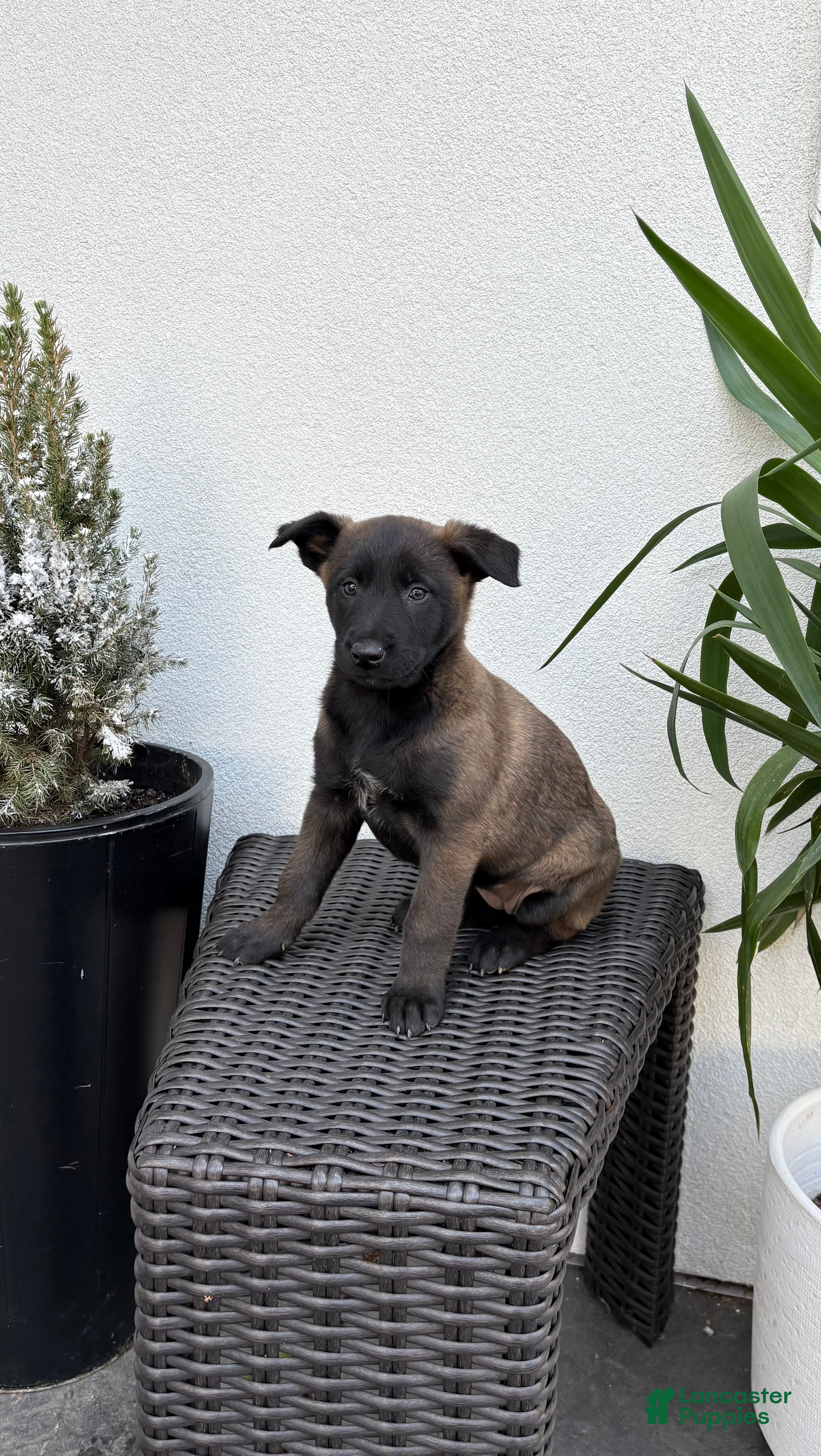 Belgian Malinois dogs Belgian Malinois Puppy (Marcy) - Ad 1