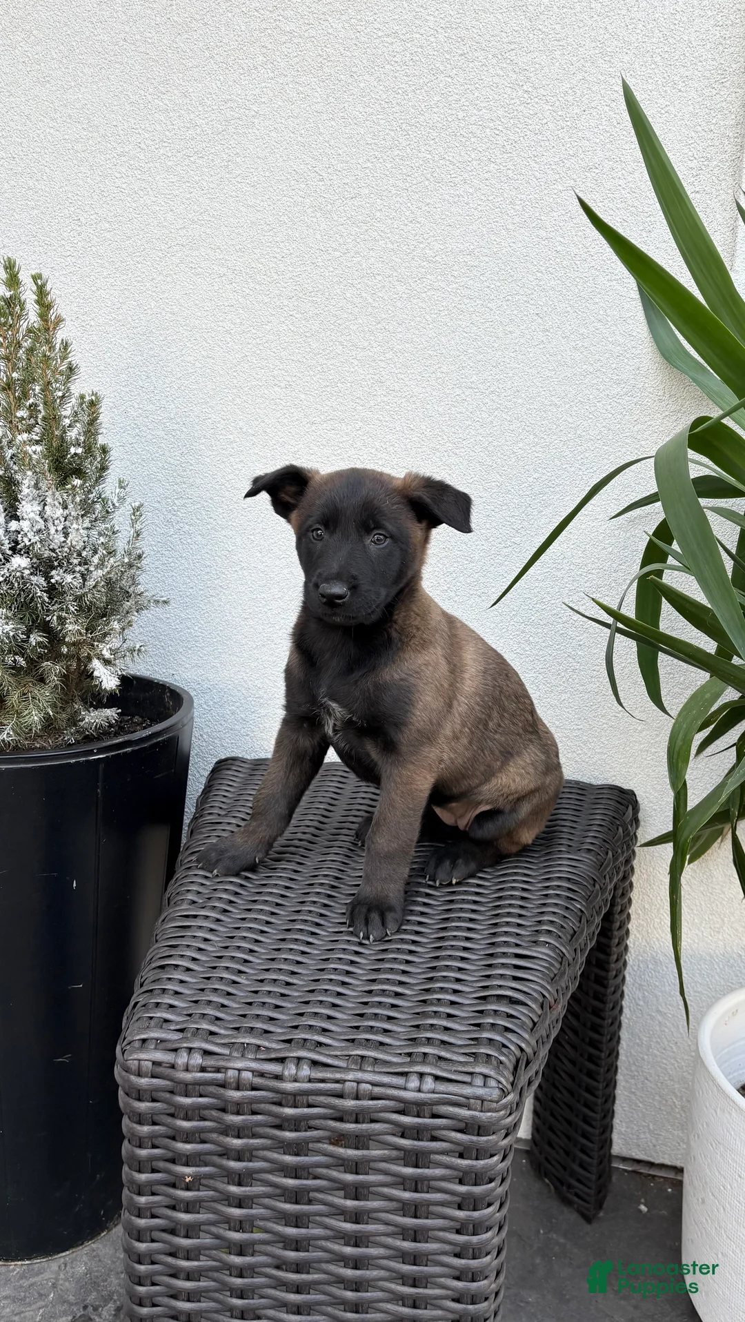 Belgian Malinois dogs for sale: Belgian Malinois Puppy (Marcy) - Ad 1