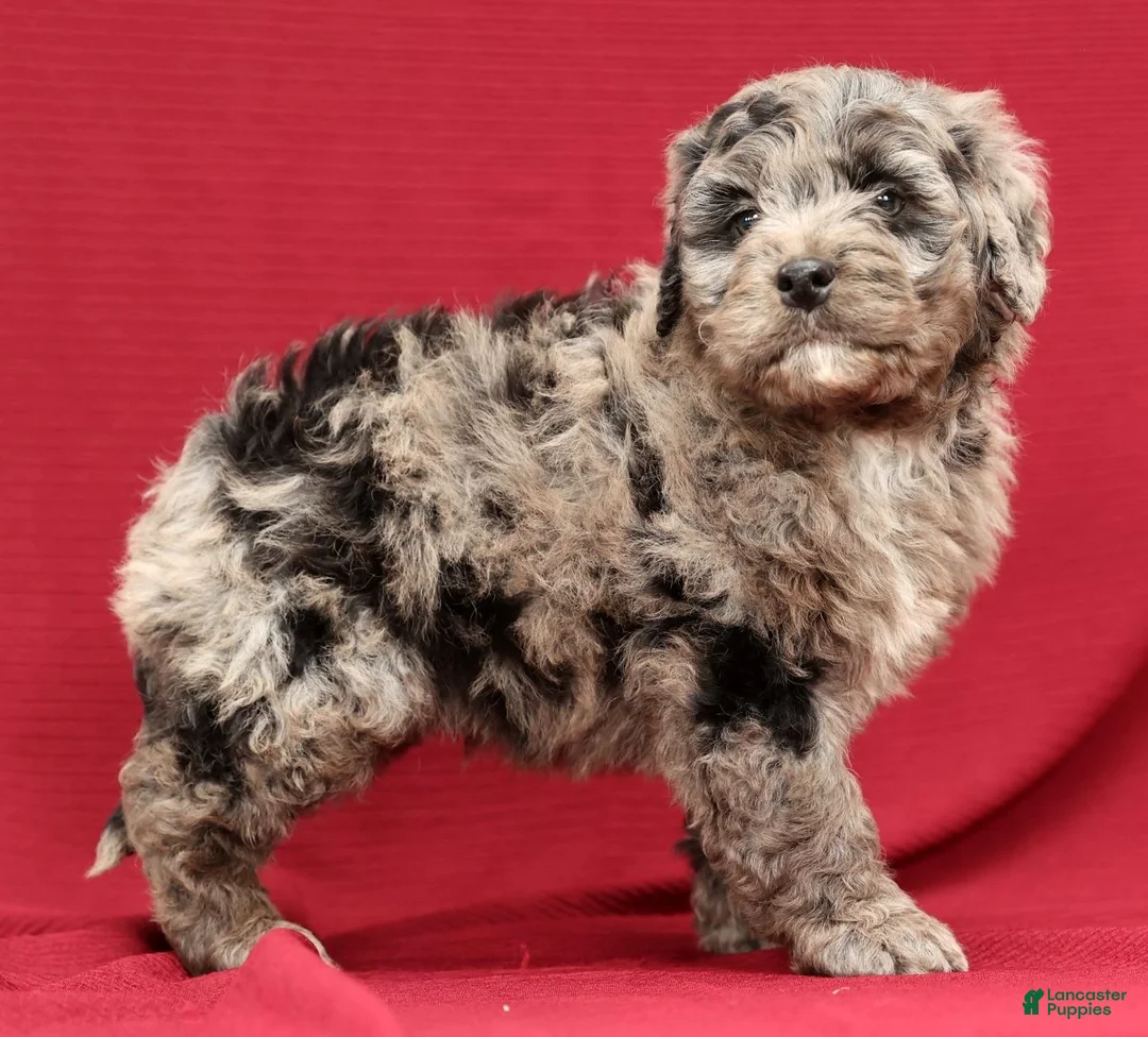 Mini Bernedoodle dogs for sale: Kenny - Ad 5