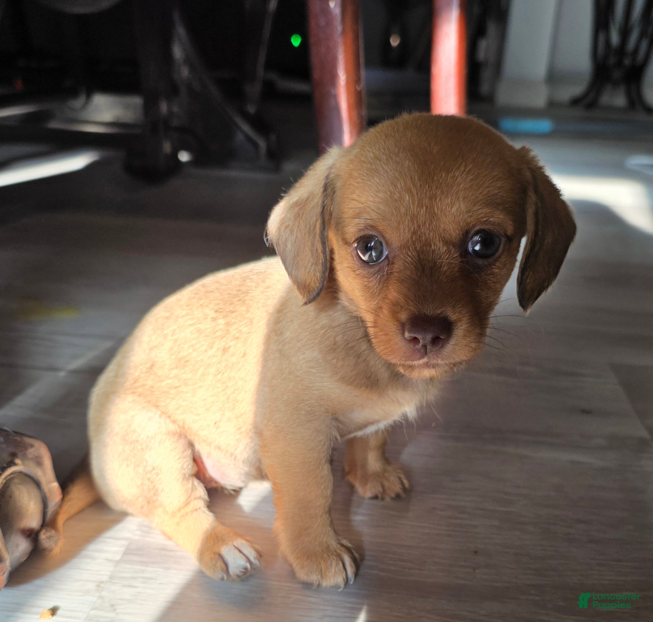 Mixed Breed dogs Ginger - Ad 23