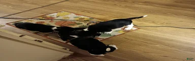 Beagle 3