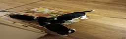 Beagle dogs for sale: Beagle 3 - Ad 1