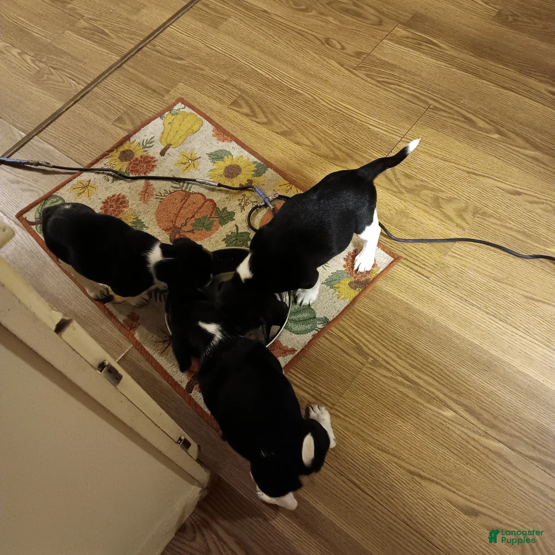 Beagle dogs for sale: Beagle 3 - Ad 1