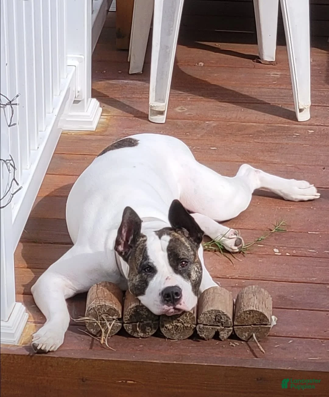 Gallery Image {{count}}