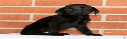 Labrador Retriever dogs for sale: Bently - Ad 7