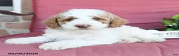 Miniature Poodle dogs for sale: Lewis - Ad 4