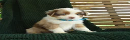 Miniature Australian Shepherd dogs for sale: Ash  - Ad 3