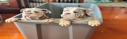 English Bulldog dogs for sale: English Bulldog Puppy 3 - Ad 4