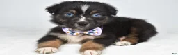 Australian Shepherd dogs for sale: Beverly  - Ad 6