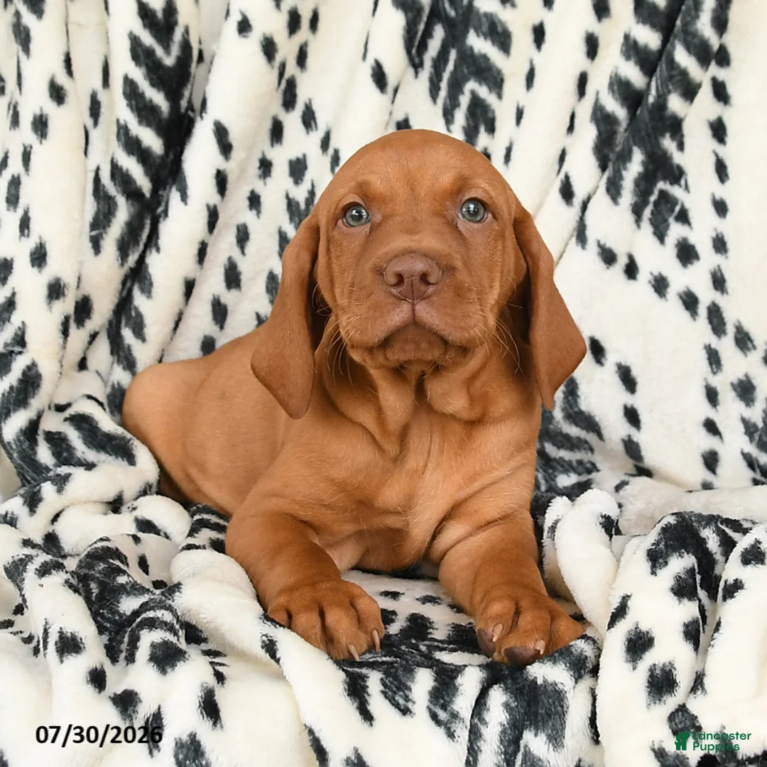 Vizsla dogs for sale: Cheif - Ad 2