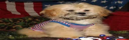 Shihpoo dogs for sale: Luke - Ad 9